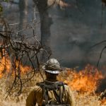 Risk Assessment - A firefighter facing a forest fire with dry foliage, highlighting the challenges of combating natural disasters.