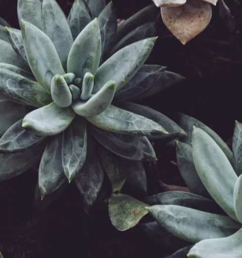 Succulents - Selective Focus Photography of Green Succulents