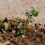 Watering - Photo of Small Plant on Brown Soil