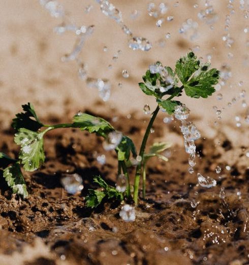 Watering - Photo of Small Plant on Brown Soil