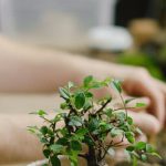 Grow Lights - Green Plant in Clear Glass Bowl