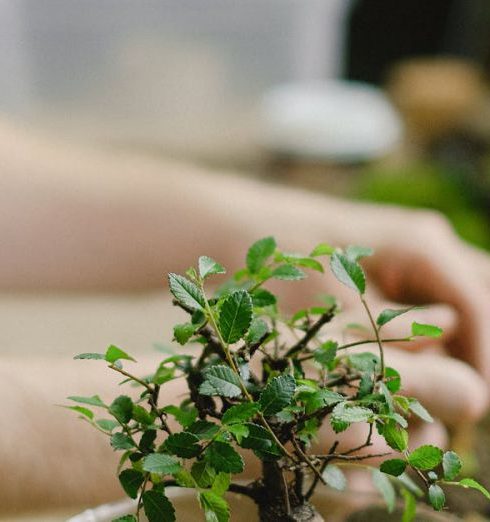 Grow Lights - Green Plant in Clear Glass Bowl