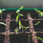 Propagation - Free stock photo of agriculture, beginning, botanical