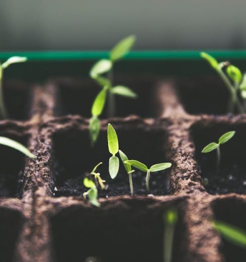 Propagation - Free stock photo of agriculture, beginning, botanical