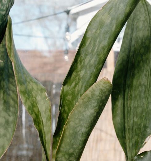 Low Light Plants - Green Snake Plants in Brown Clay Pots