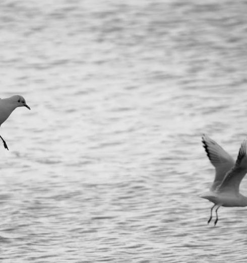 Overwatering - Black and white photo of seagulls soaring over the ocean, capturing movement and freedom.