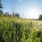 Humidity Levels - Wet Grass on the Side of a Country Road