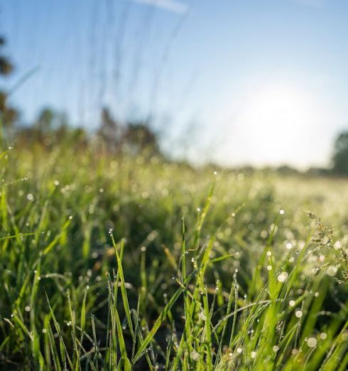 Humidity Levels - Wet Grass on the Side of a Country Road