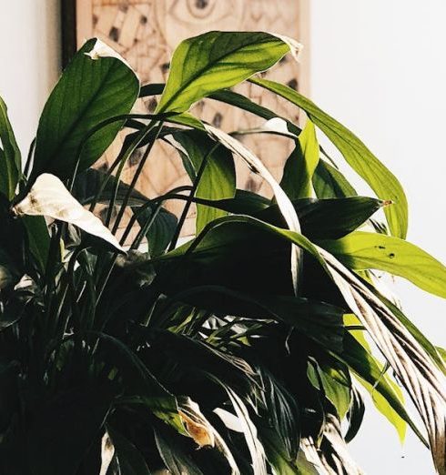 Peace Lily - Green Plant on White Ceramic Pot