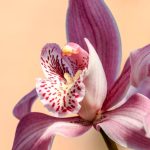 Orchids - Pink Petaled Flower