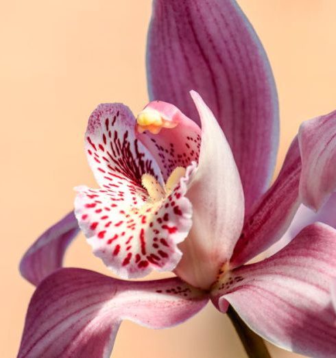 Orchids - Pink Petaled Flower