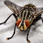 Pest Control - Macro Photo of Black Fly