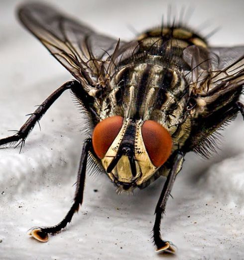 Pest Control - Macro Photo of Black Fly