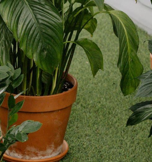 Air-Purifying Plants - Green Plants in Brown Clay Pots