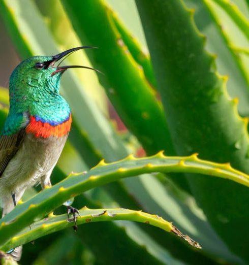 Aloe Vera - Green and Gray Bird Perching on Aloe Vera Plant