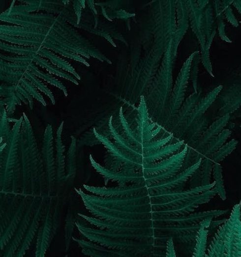 Ferns - Photo of Green Fern Leaves