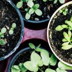 Beginner Plants - Green Plant on Brown Plastic Pot