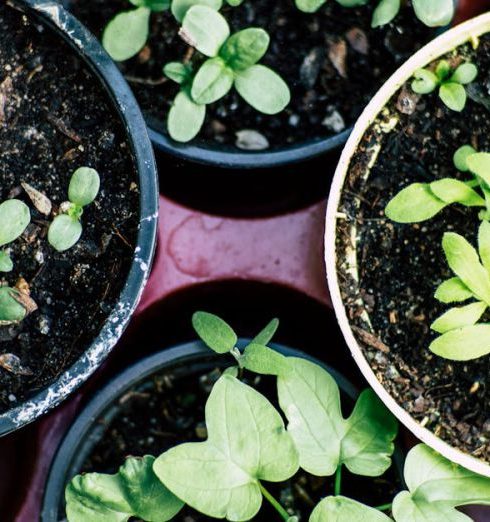 Beginner Plants - Green Plant on Brown Plastic Pot