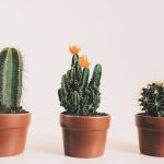 Cacti - Three Potted Cactus Plants