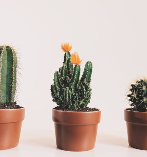 Cacti - Three Potted Cactus Plants