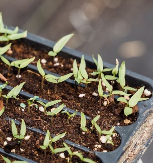 Propagation - Small green plants growing in pots