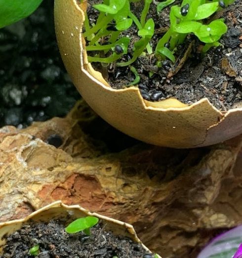 Natural Fertilizers - Seedlings in Pots Standing between Plants