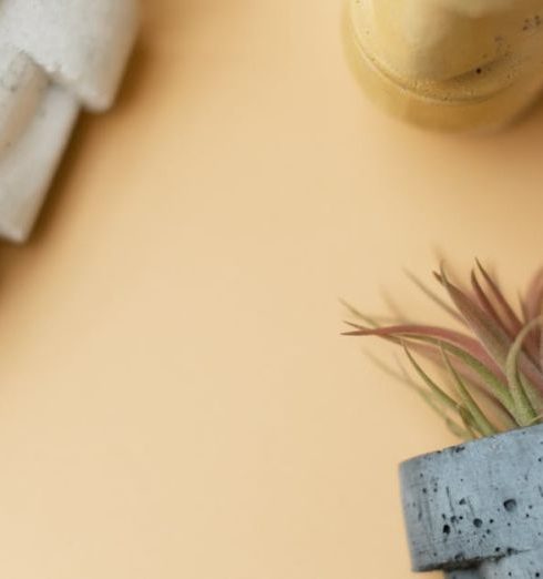 Air Plants - Pots with Grass