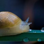 Slow Cooker - Free stock photo of snail, snails, waterdrops