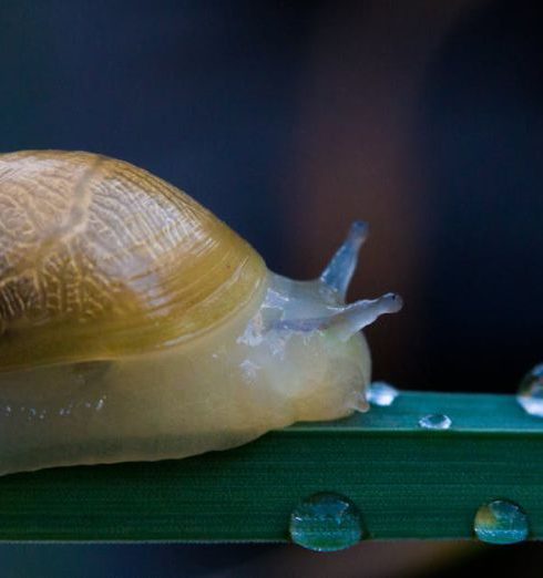 Slow Cooker - Free stock photo of snail, snails, waterdrops