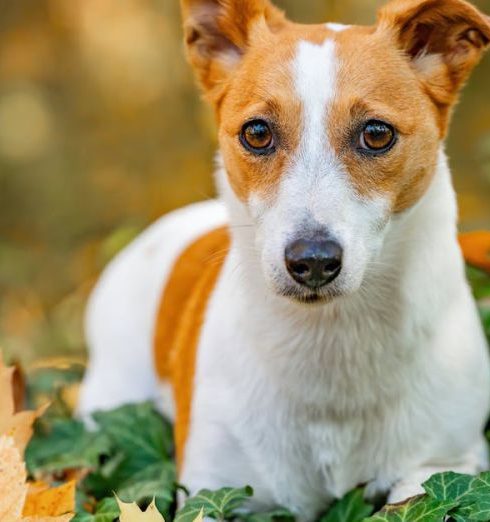 Smart Doorbells - Adorable Jack Russell Terrier sitting amidst colorful autumn leaves, exuding curiosity.