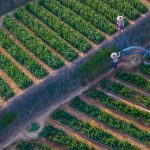 Irrigation Systems - Droen Shot of Watering of Vineyard