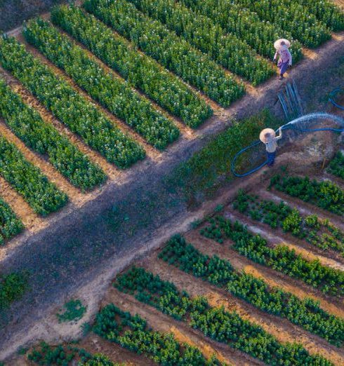 Irrigation Systems - Droen Shot of Watering of Vineyard