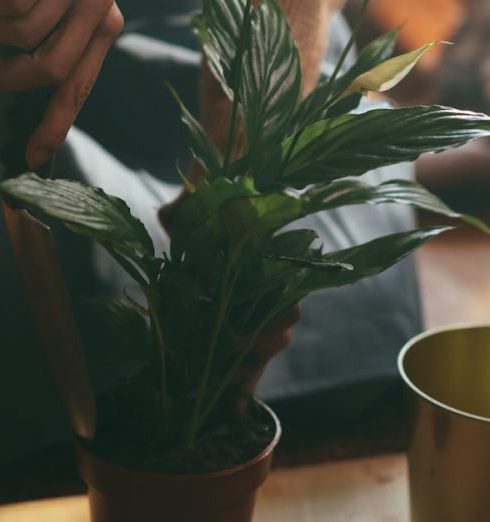 Home Ecosystem - Person Holding Green Plant on Brown Wooden Table