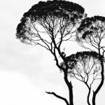 Art - Silhouette Photo of Trees