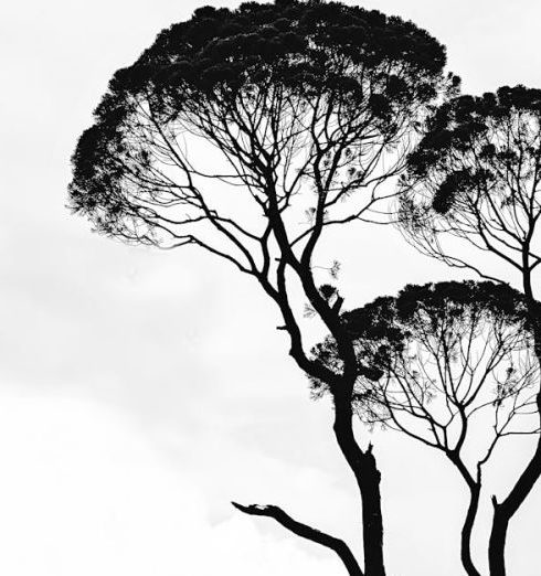 Art - Silhouette Photo of Trees