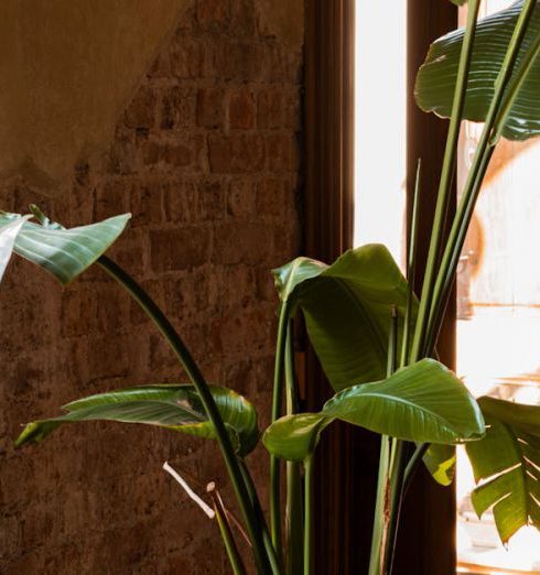 Eco-Friendly Decor - Beautiful banana plant in pot, basking in warm sunlight indoors.