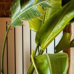 Biophilic Design - A vibrant banana plant in a pot against a rustic brick wall indoors, showcasing natural decor.