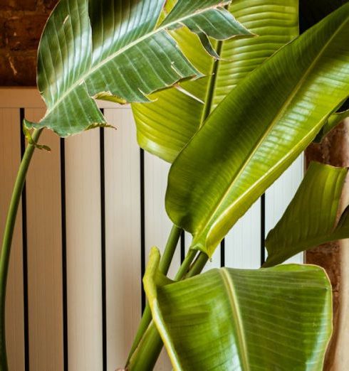 Biophilic Design - A vibrant banana plant in a pot against a rustic brick wall indoors, showcasing natural decor.