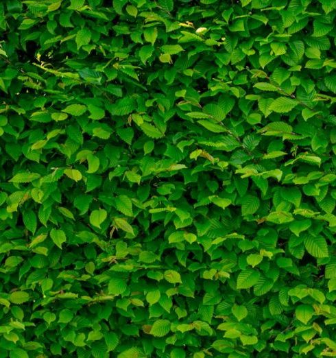 Greenery - Green Leaves