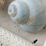 Coastal Theme - Seashells on Marble Surface