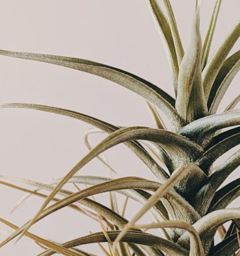 Small Spaces - Close-Up Photo of a Hanging Plant in Pot