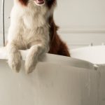 Clawfoot Tub - A Furry Dog in a Bathtub