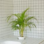 Bathroom Mirror - Green-leaved Plant in White Pot