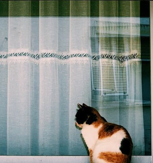 Pet Corner - A calico cat rests on a window ledge of a textured building under the sun.