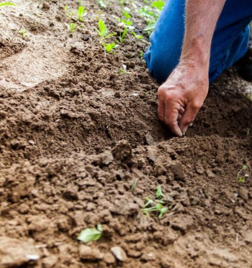 Vegetable Garden - Man Planting Plant