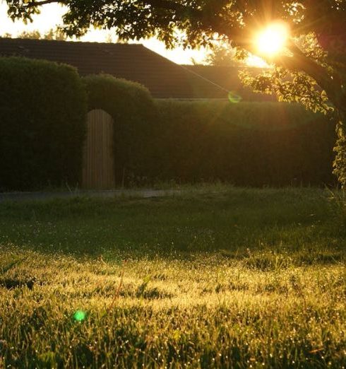 Backyard - Green Grass Field