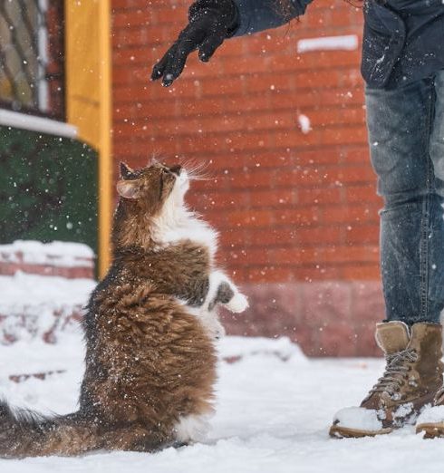 Pet Door - Person Standing in Front of a Cat