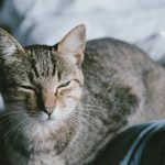 Pet Bed - A serene domestic cat resting on a comfortable bed, enjoying a peaceful moment indoors.