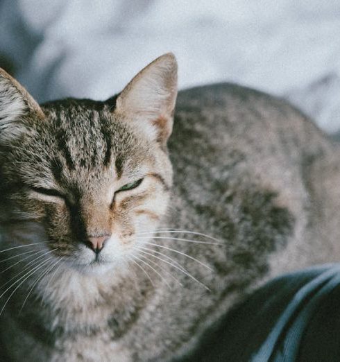 Pet Bed - A serene domestic cat resting on a comfortable bed, enjoying a peaceful moment indoors.