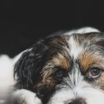 Pet Closet - White and Black Dog Lying on the Floor